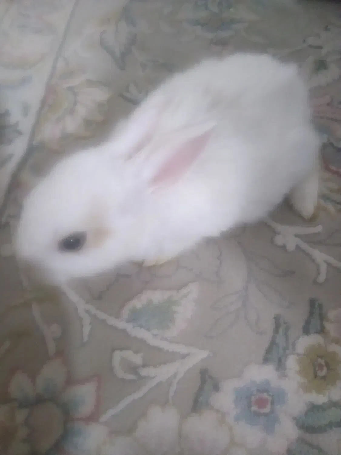 خرگوش سالم وبازیگوش|موش و خرگوش|نیشابور, امام خمینی|دیوار