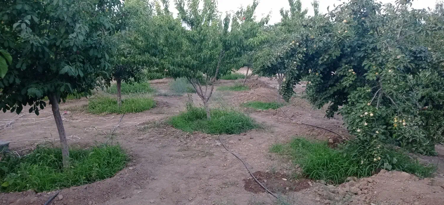 باغی بمساحت200متردرنیشابورروستای سعیداباد|فروش دفتر صنعتی، کشاورزی، تجاری|نیشابور, فضل|دیوار