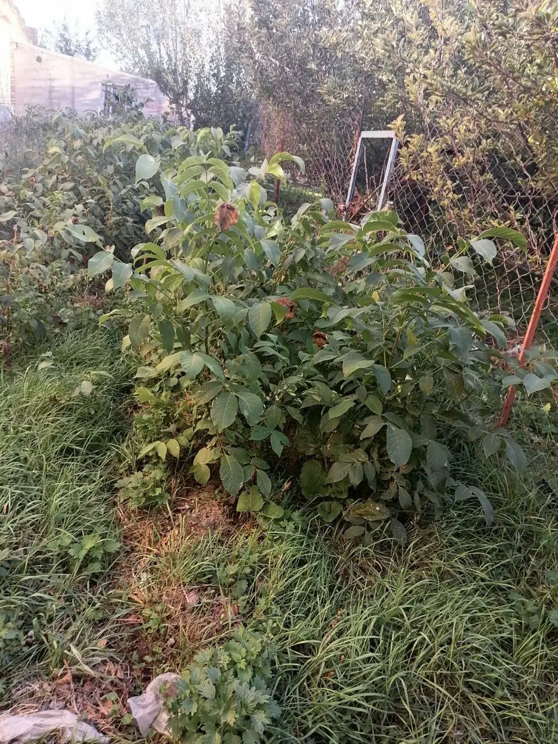 نهال با کیفیت ۲ سال و ۳ساله گردو|خدمات باغبانی و درختکاری|سراب, |دیوار