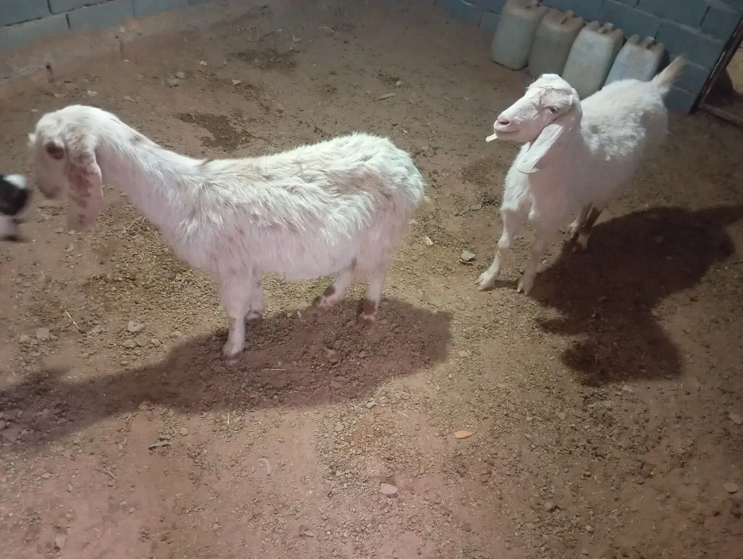 دوتابز خیلی خوشگل خردوتا اویس|حیوانات مزرعه|تربت جام, جلگه موسی آباد|دیوار