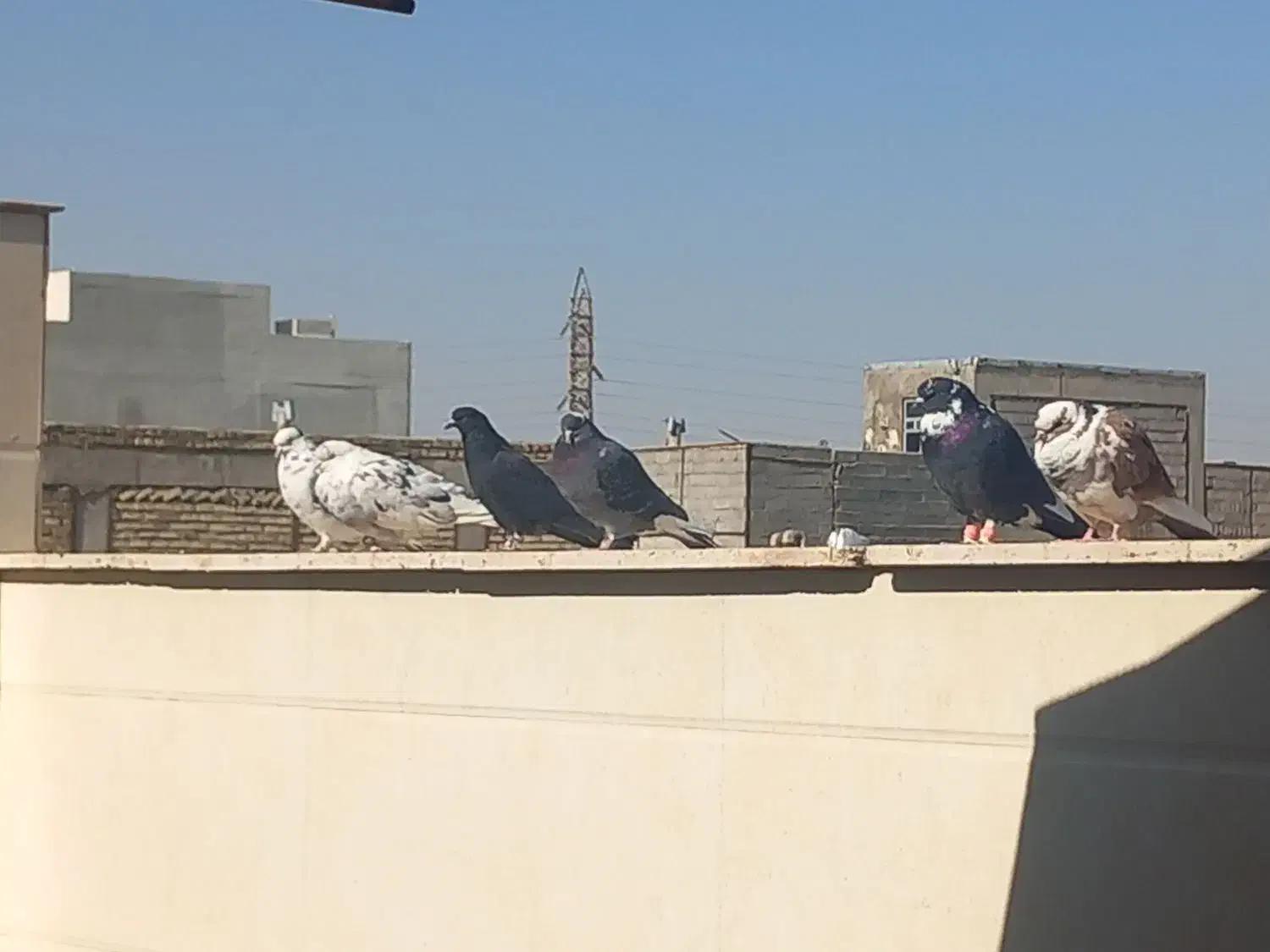 کفتر پرشی|پرنده|قم, محمد آباد|دیوار