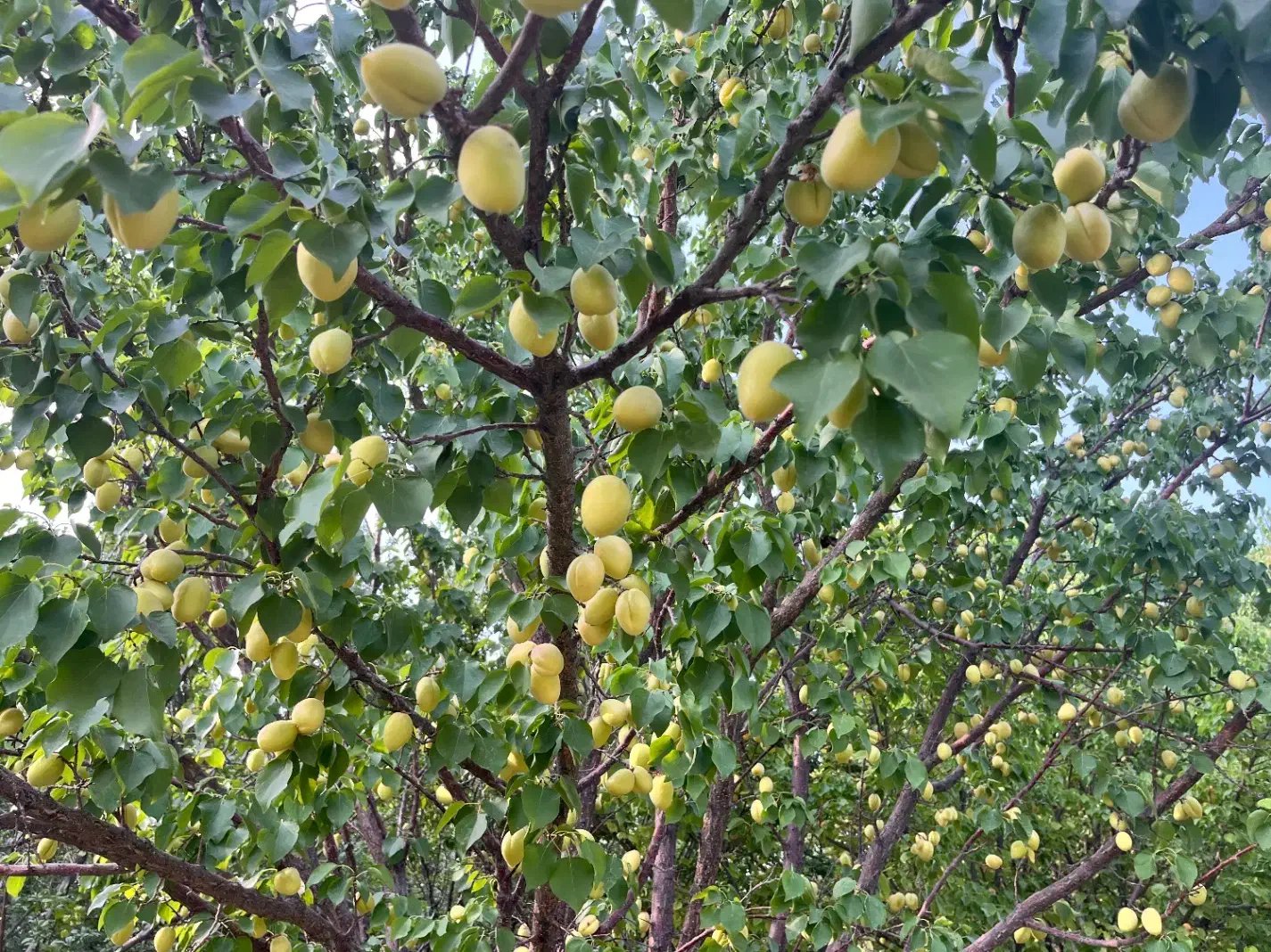 فروش باغ در روستای امیرآباد محلات|فروش زمین و ملک کلنگی|محلات, |دیوار