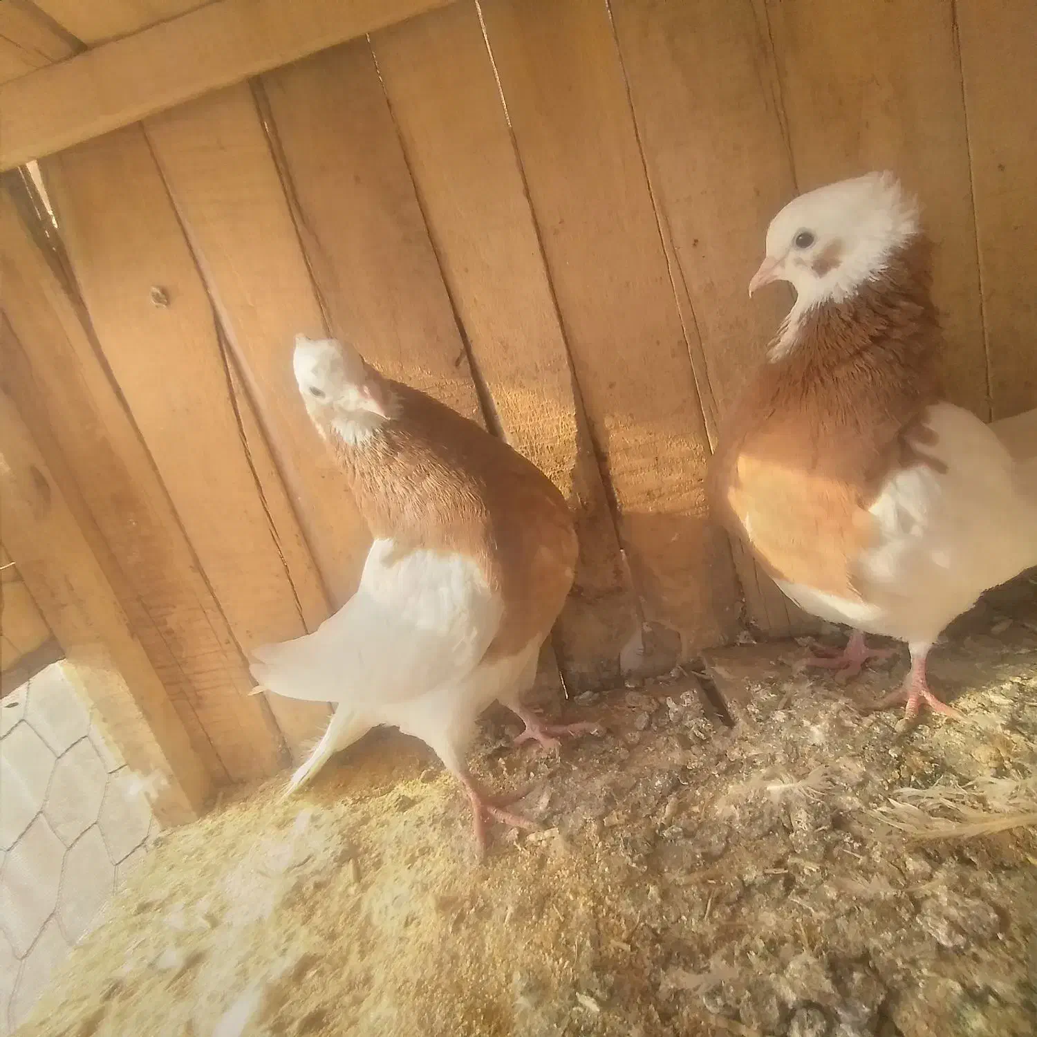 کبوتر طوقی اس|پرنده|اسفرورین, |دیوار