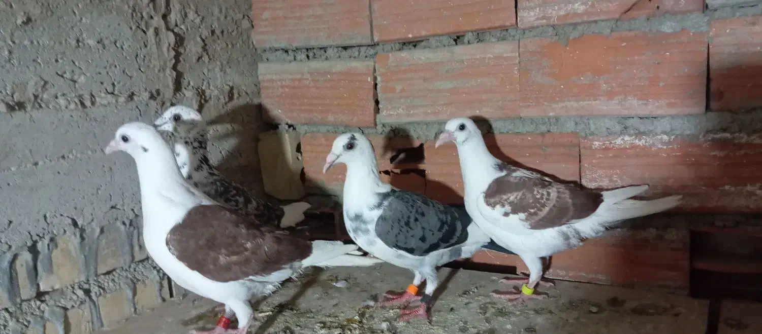 کبوتر|پرنده|گنبد کاووس, |دیوار