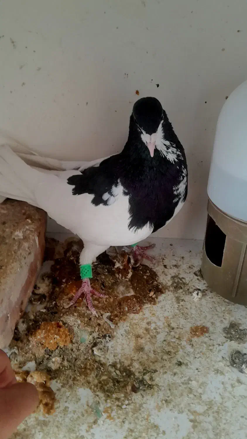 ک.فتر|حراج|شیراز, محراب|دیوار