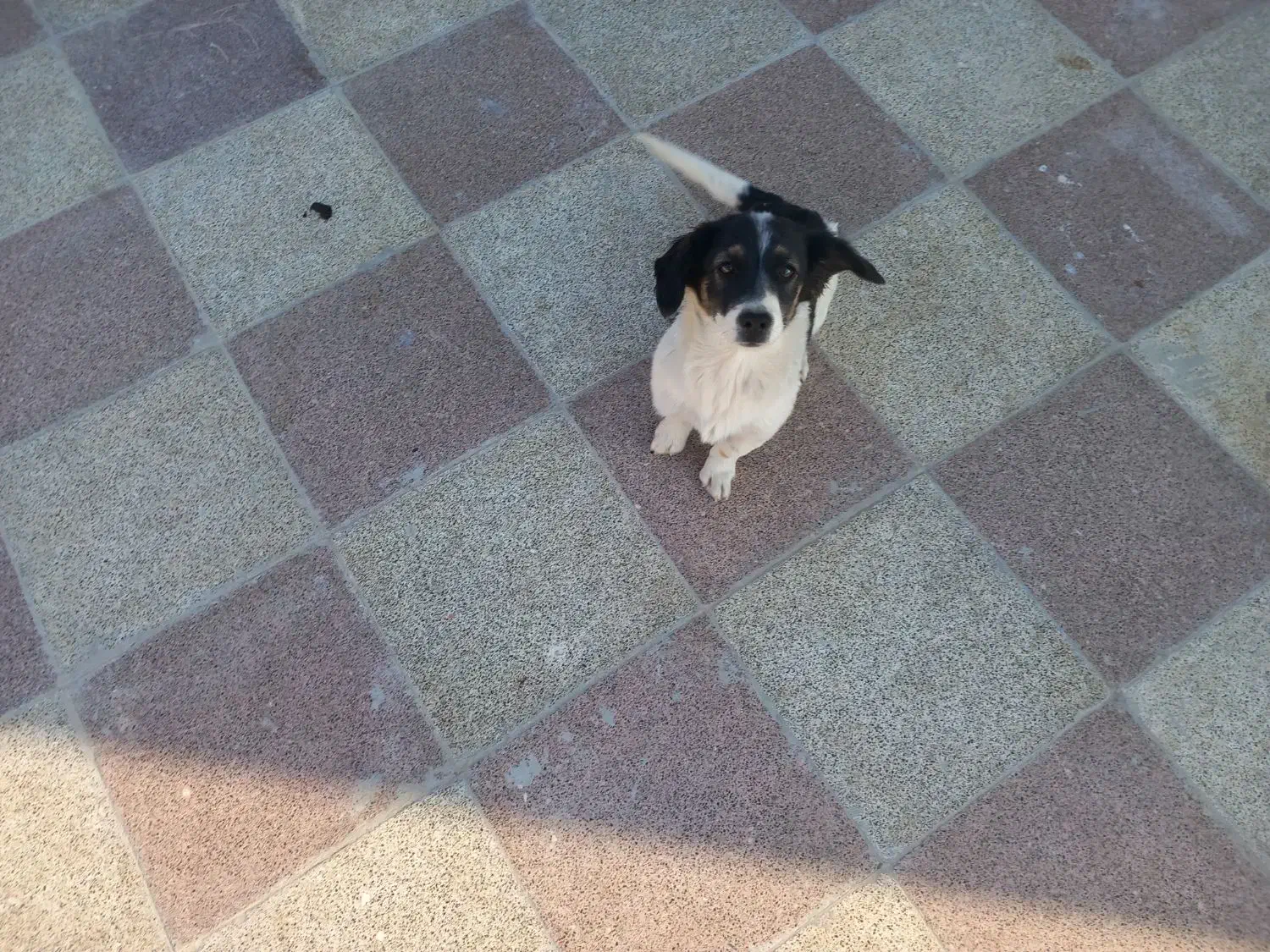 سگ ماده|سگ|گرگان, |دیوار