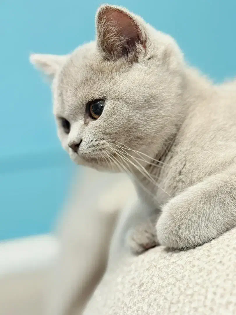 گربه بریتیش رنگ خواص لی لاک|گربه|پرند, فاز ۳|دیوار