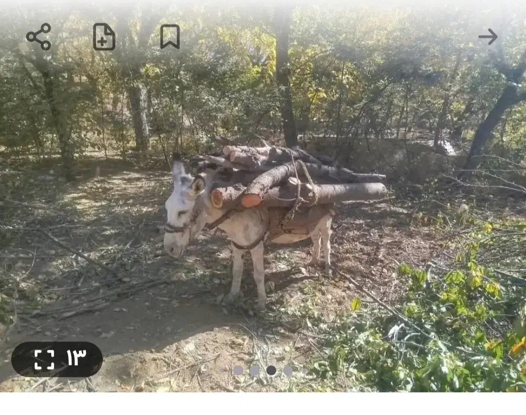 خریدفروش انوع چوب گردو،چنار،میوه،تیرچوب کهنه|خدمات باغبانی و درختکاری|کنگاور, |دیوار