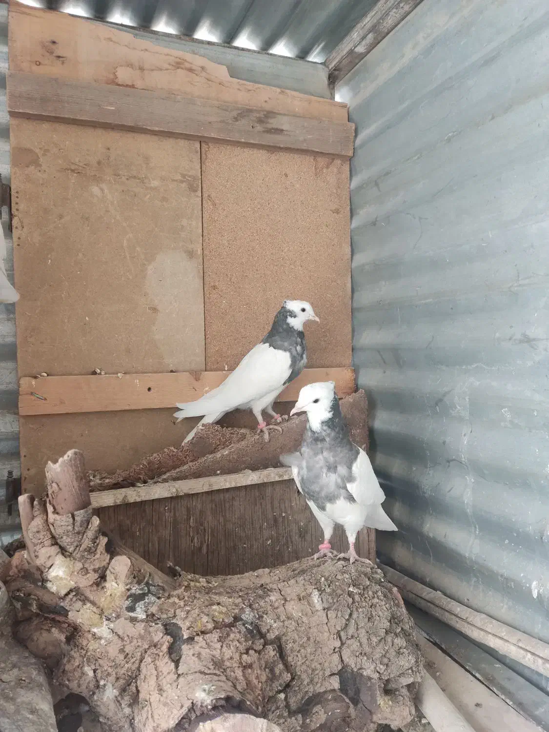 کبوتر طوقی|پرنده|شهرضا, |دیوار