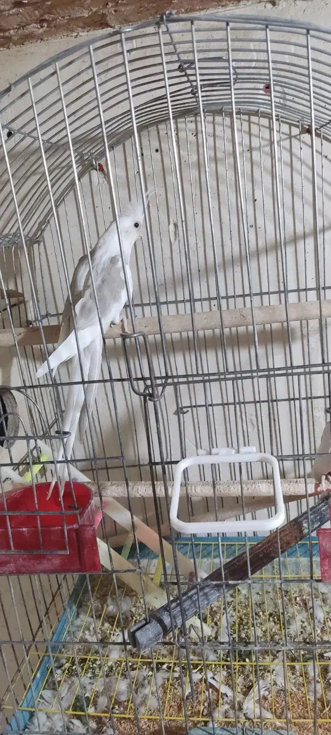 (فروش یامعاوضه با لاری اوشامو) 2 جفت عروس هلندی|پرنده|سلماس, |دیوار