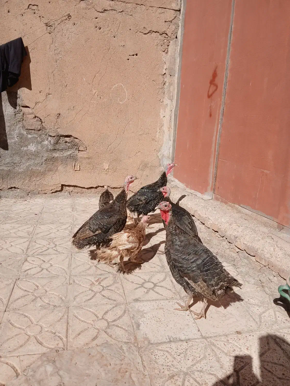 بوقلمون چهار عدد|حیوانات مزرعه|کوهدشت, |دیوار