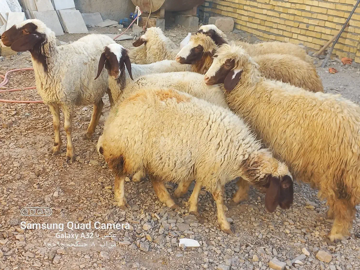 گوسفند ماده داشتی درحد شک باب داشت|حیوانات مزرعه|کوزران, |دیوار