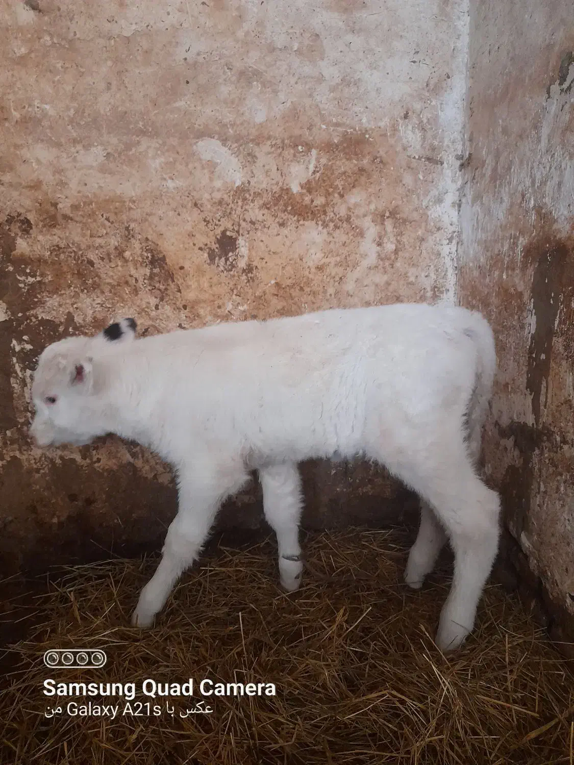 دوراس گاوشیری باگوساله|حیوانات مزرعه|اردبیل, |دیوار