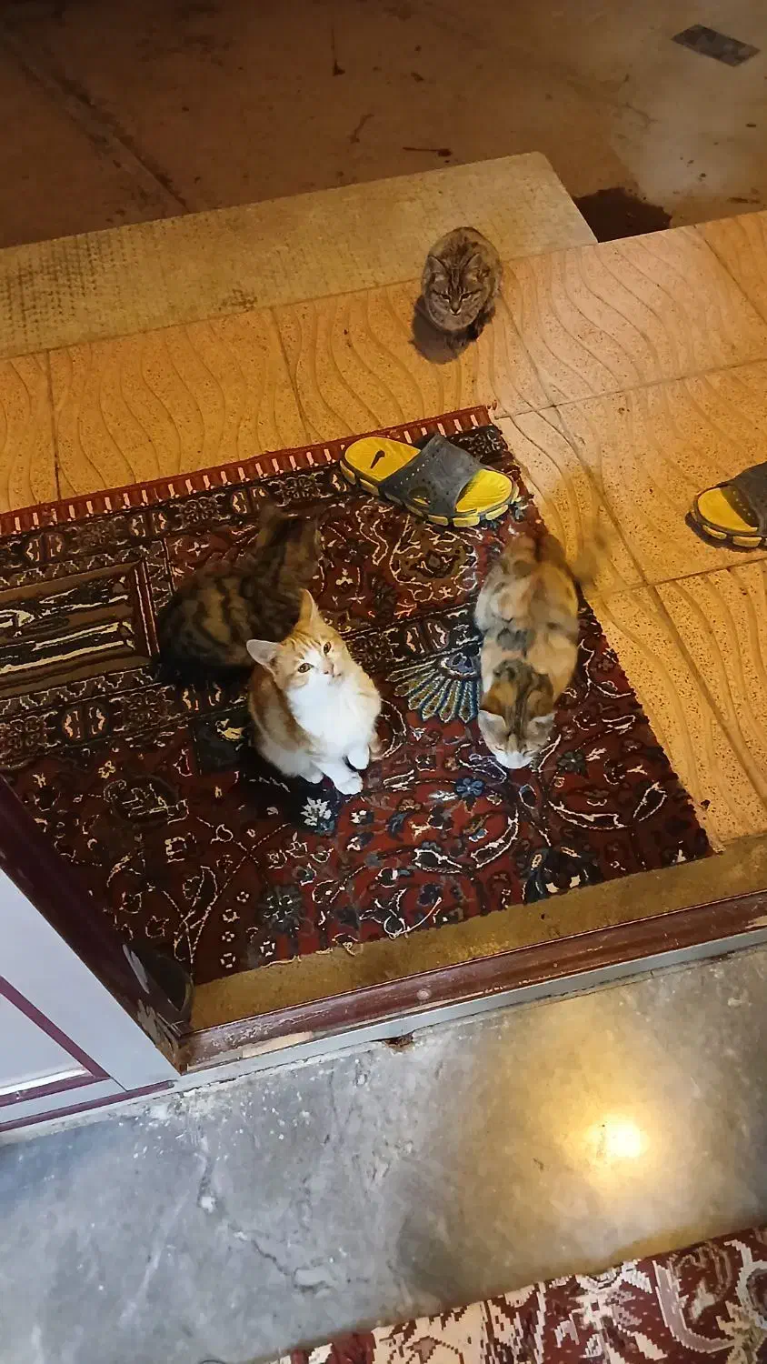 واگذاری بچه گربه|گربه|سراب, |دیوار