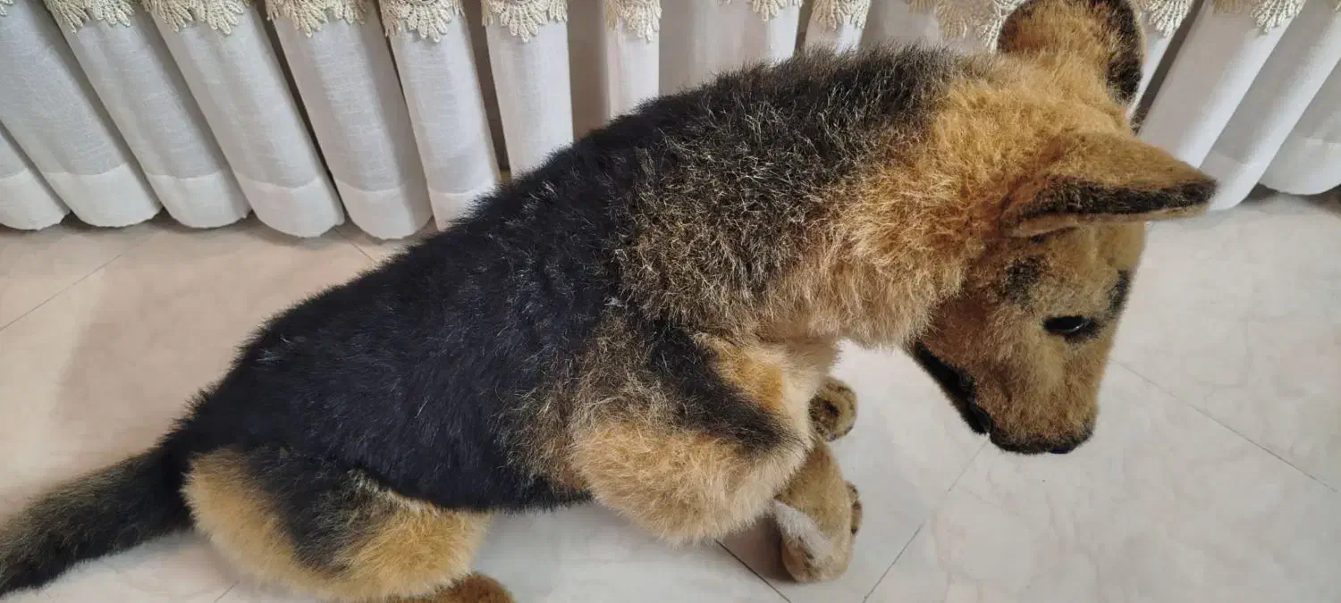 سگ دکور|اسباب‌‌بازی|یزد, |دیوار