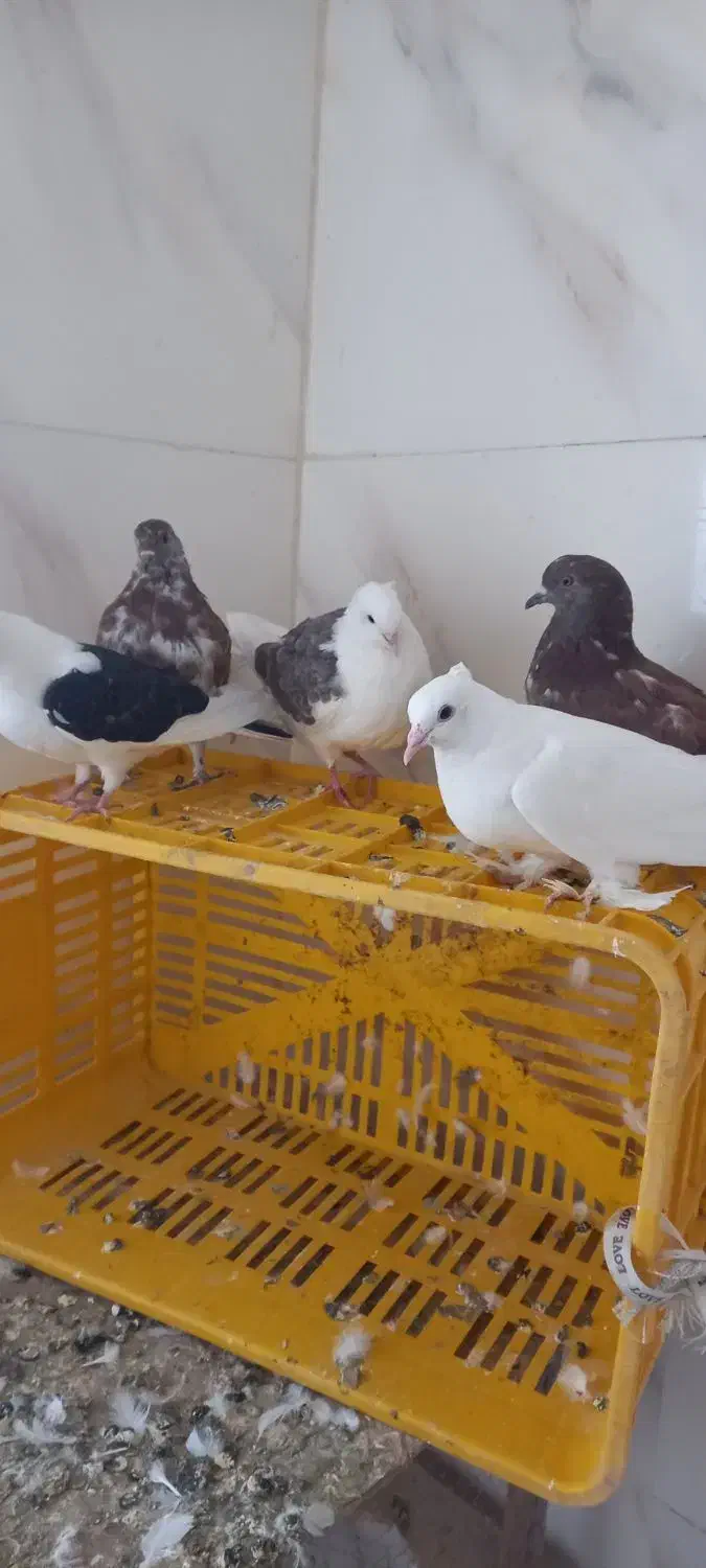 کبوتر پرشی|پرنده|خرمدره, |دیوار