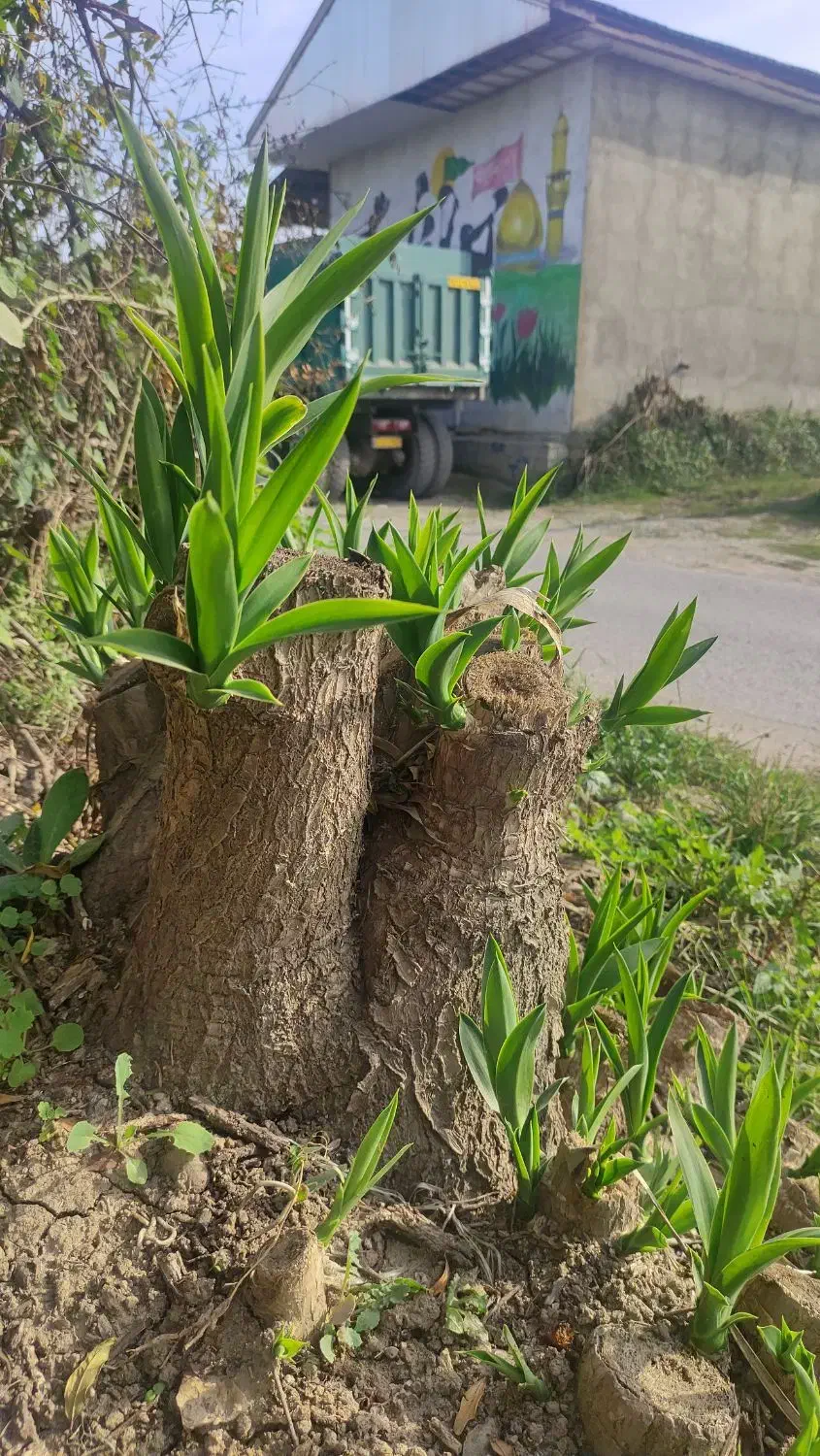 فروش فوری گل یوکا آماده|گل و گیاه طبیعی|بابل, |دیوار