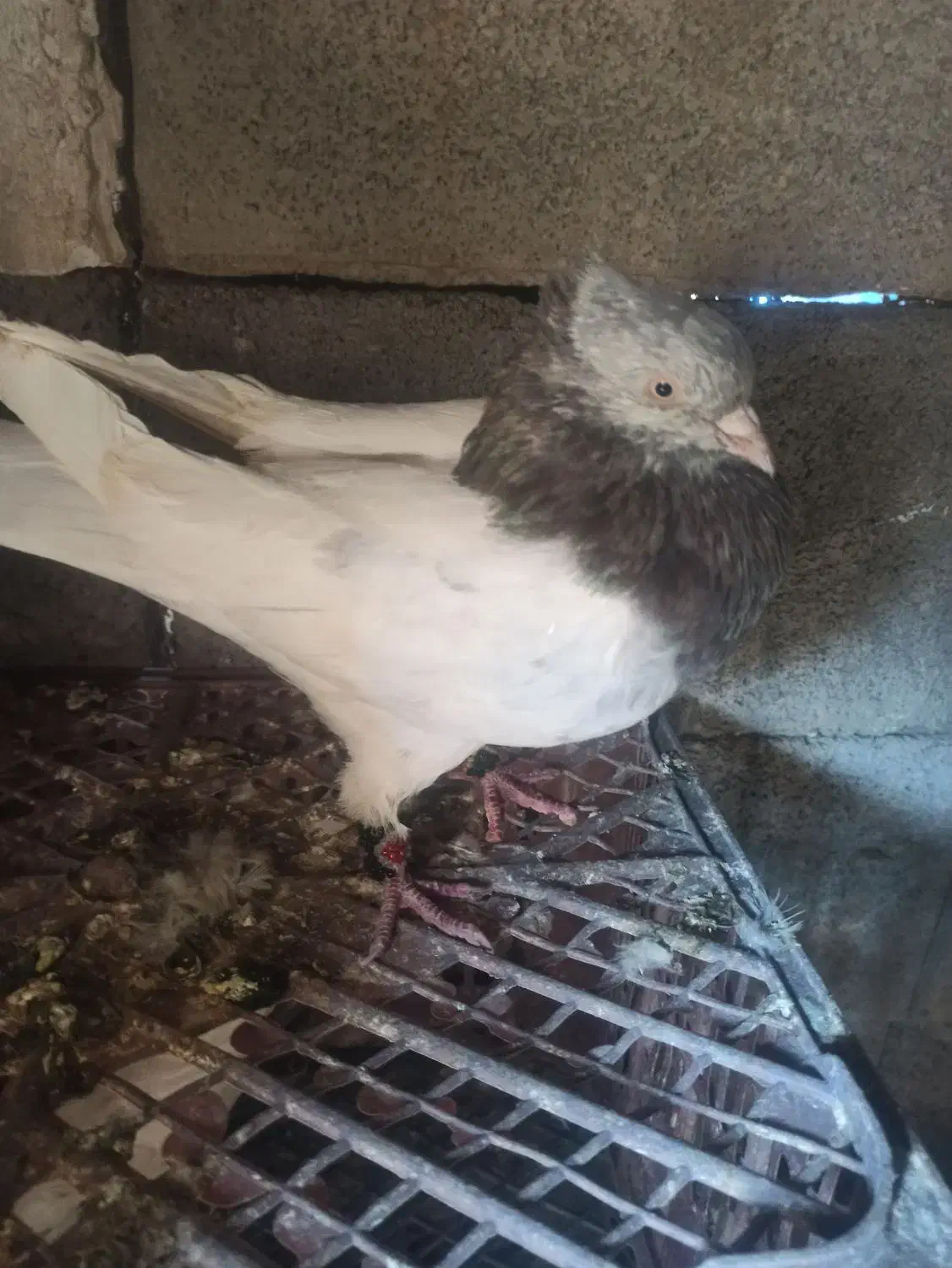 کبوتر کله ای|پرنده|لردگان, |دیوار