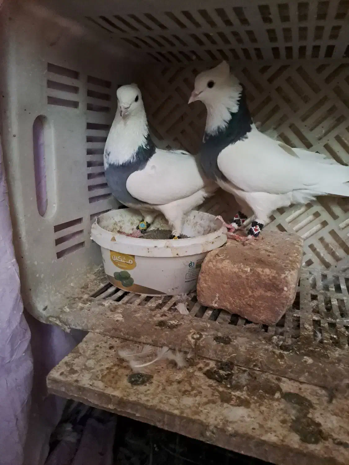 پرشی|پرنده|محلات, |دیوار