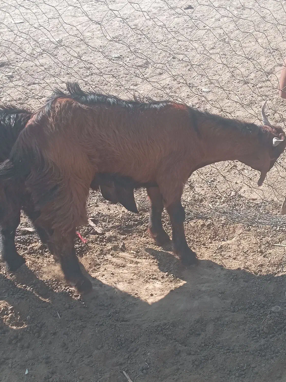 دوعددکهرهنربفروشمیرسدمشتریواقعیتماسبگیرد|حیوانات مزرعه|فاریاب, |دیوار