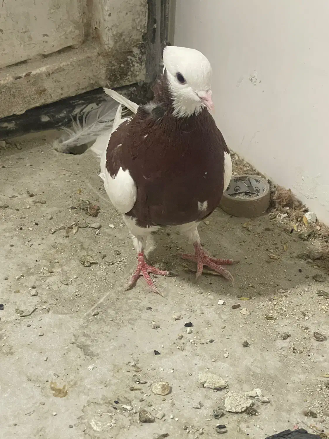 کبوتر|پرنده|شیراز, کوزه گری|دیوار