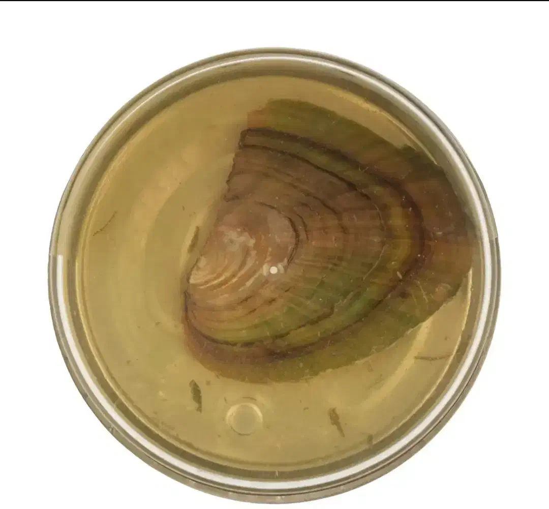 گردنبند زنانه مدل Love Pearl|بدلیجات|ارومیه, |دیوار