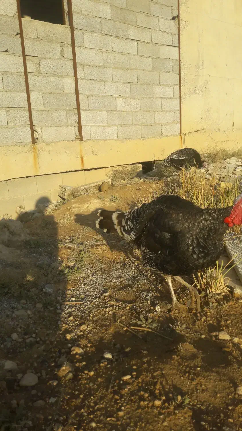 ۵عددبوقلمون محلی اصل|حیوانات مزرعه|شیراز, حجت آباد|دیوار