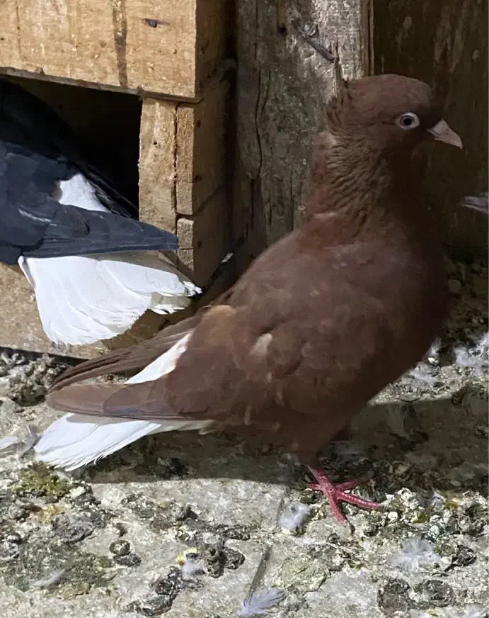 کبوتر دم سفید|پرنده|کرج, گوهردشت|دیوار