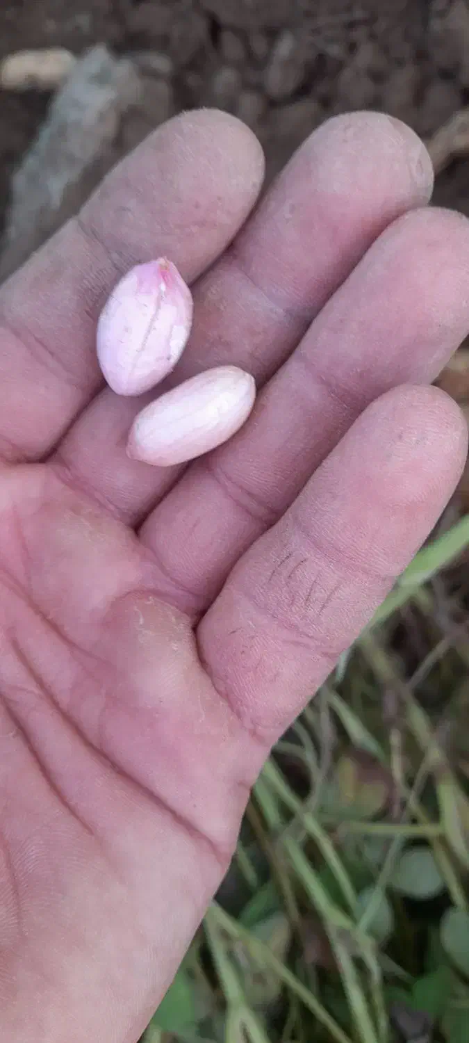 بادام زمینی متوسط|خوردنی و آشامیدنی|بران, |دیوار