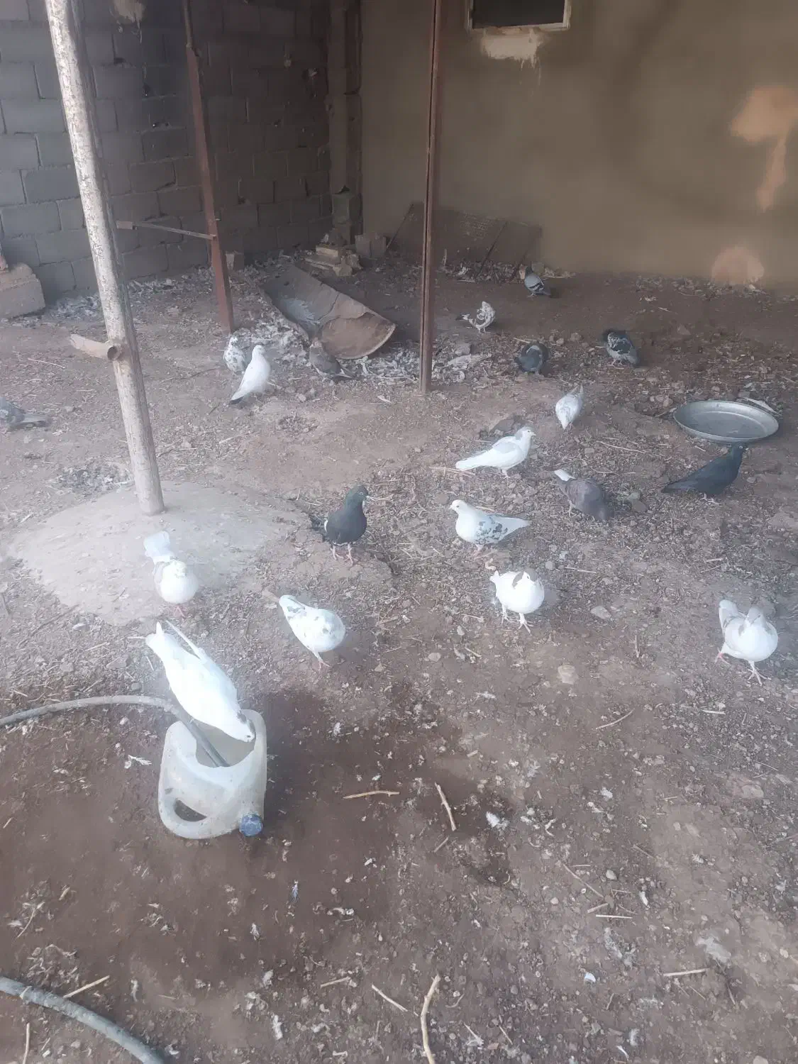 کبوتر فروشی|پرنده|جوین, |دیوار