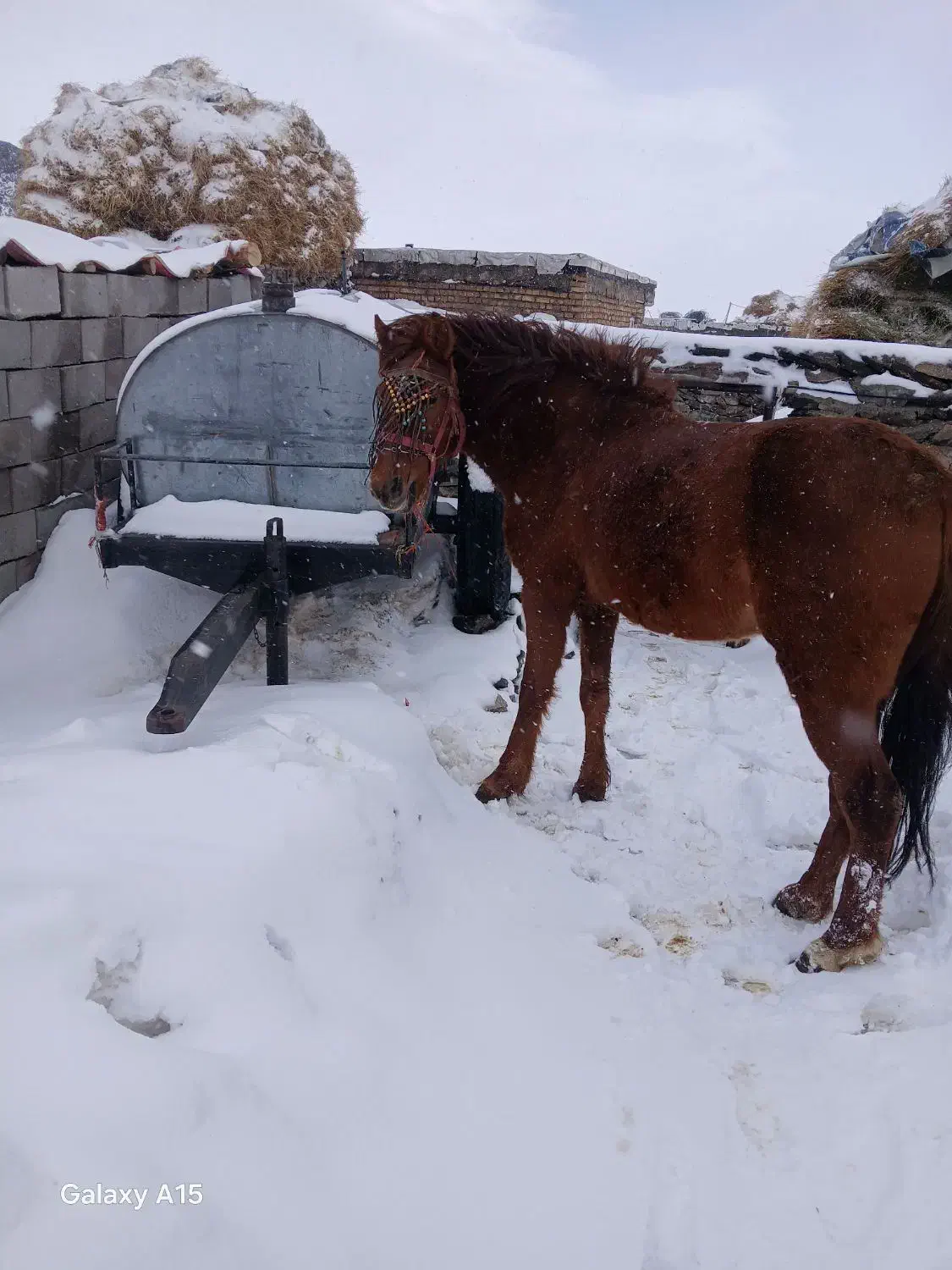 اسب نریان|اسب و تجهیزات اسب‌سواری|شادیان, |دیوار