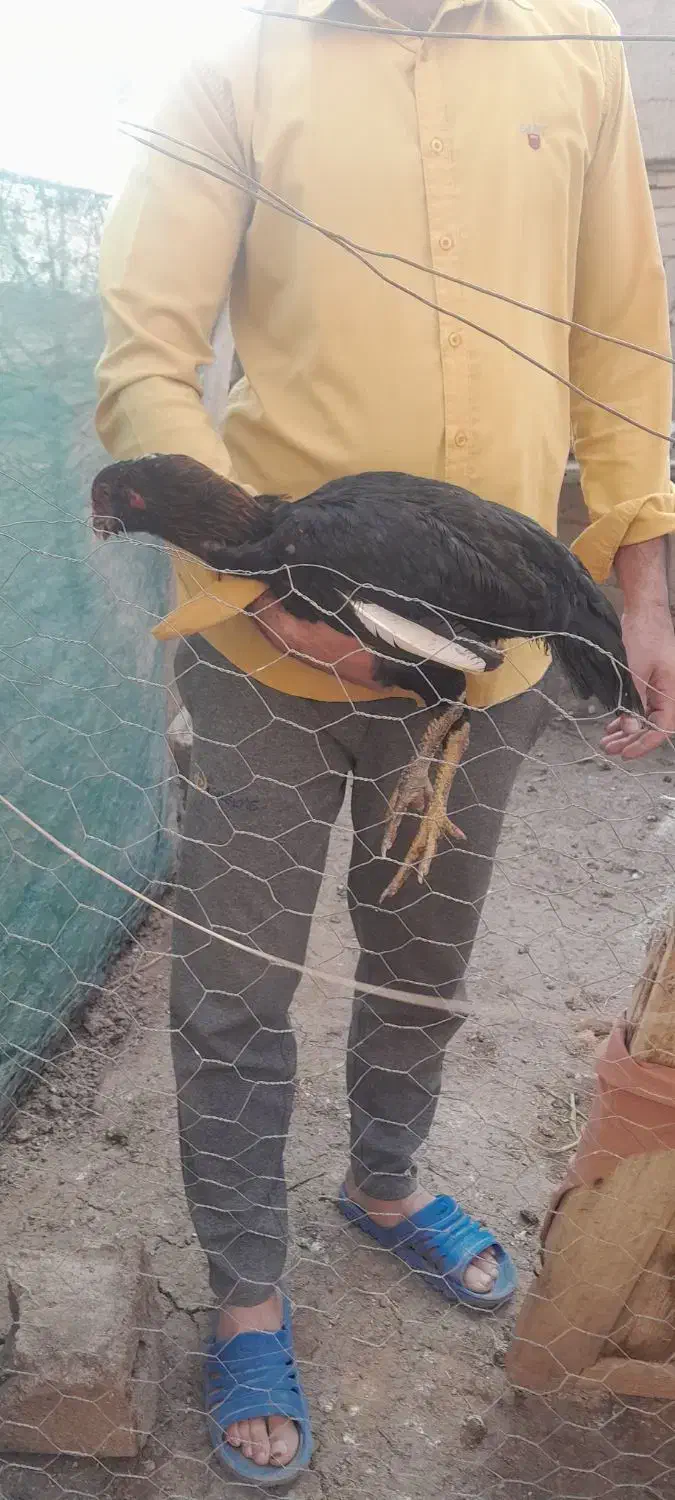 مرغ لاری|حیوانات مزرعه|نیشابور, مازول|دیوار