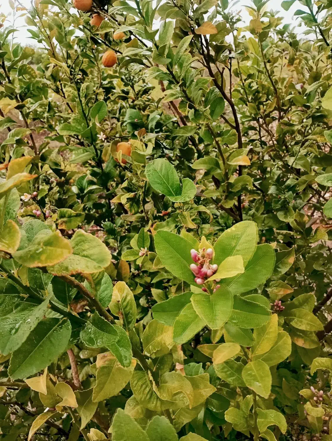 استخدام باغبان|استخدام سرایداری و نظافت|دوگنبدان, |دیوار