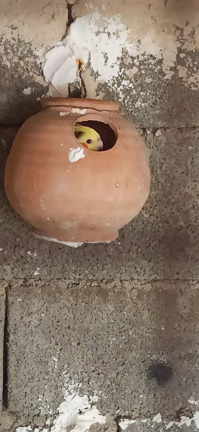 عروس هلندی|پرنده|چابهار, |دیوار