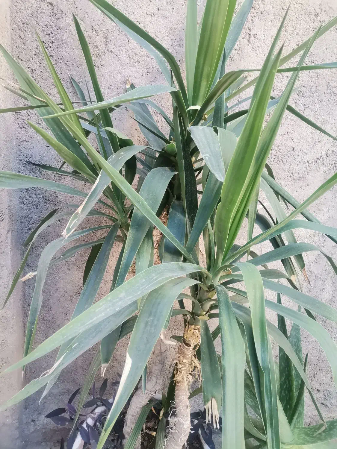 دو عدد  گلدان بزرگ یوکا و شفرا|گل و گیاه طبیعی|نهاوند, |دیوار