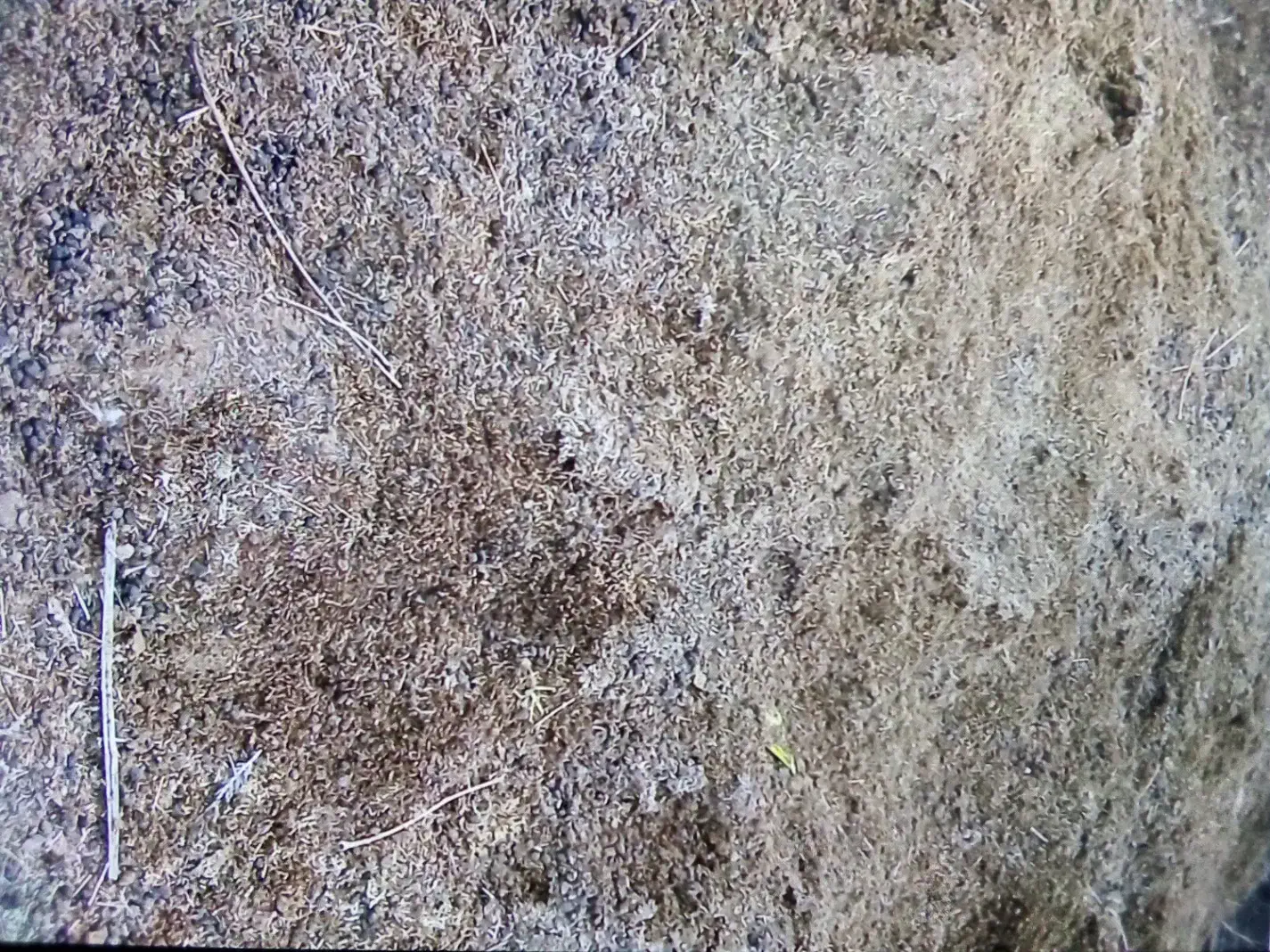 ۱۵۰۰۰۰۰۰|عمده‌فروشی|گنبد کاووس, |دیوار