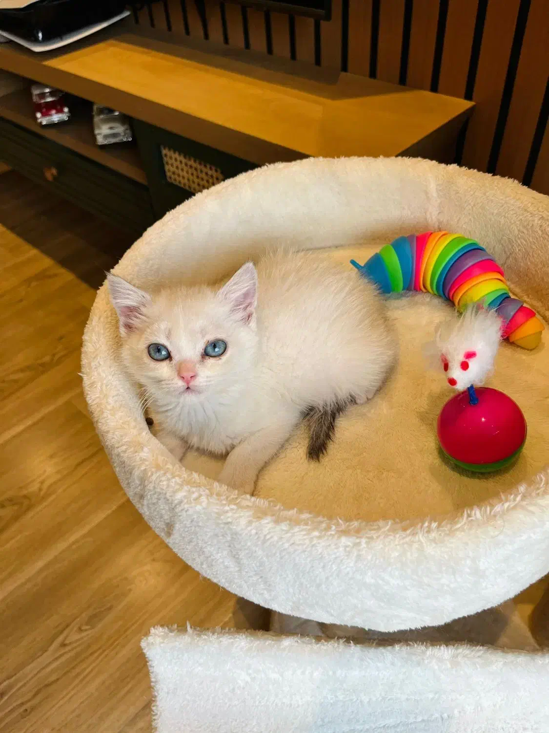 گربه خاص چشم آبی بلوپوینت|گربه|چالوس, |دیوار