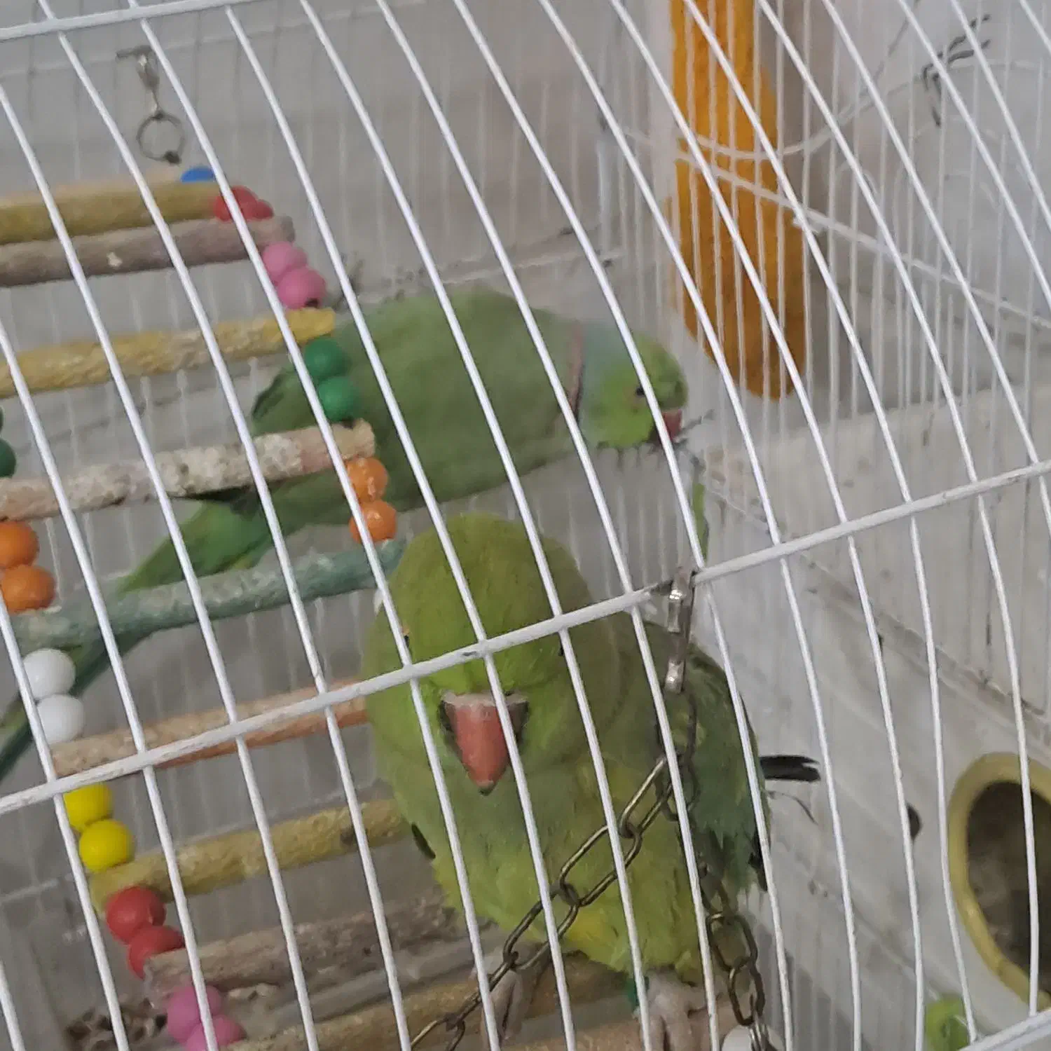 طوطی ملنگو|پرنده|خوسف, |دیوار