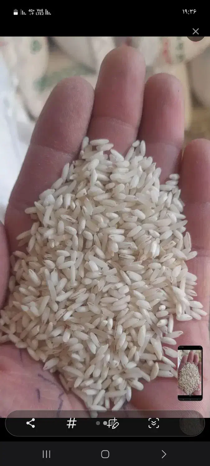 برنج قلوه هاشمی ۱۱۰۰ کیلو|خوردنی و آشامیدنی|پرهسر, |دیوار