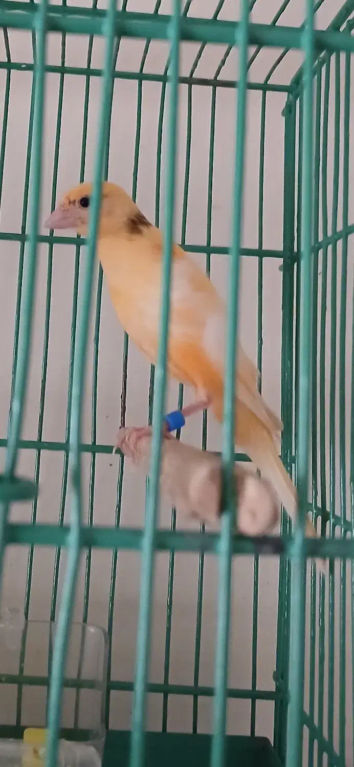 قناری نر|پرنده|بندرعباس, |دیوار