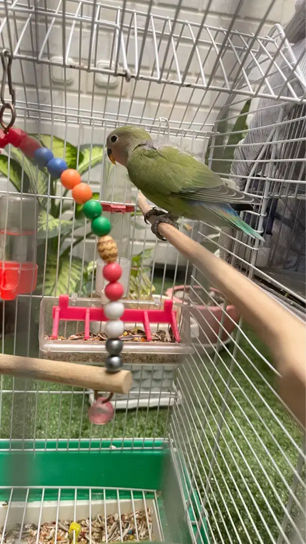 کوتوله برزیلی|پرنده|نجف‌آباد, هفده شهریور|دیوار