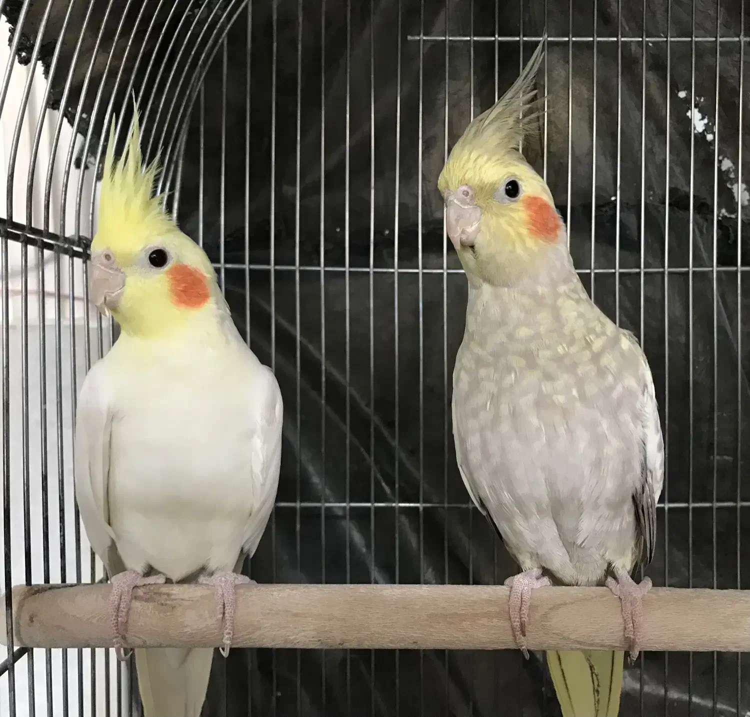 جفت عروس هلندی|پرنده|اصفهان, ارغوانیه|دیوار