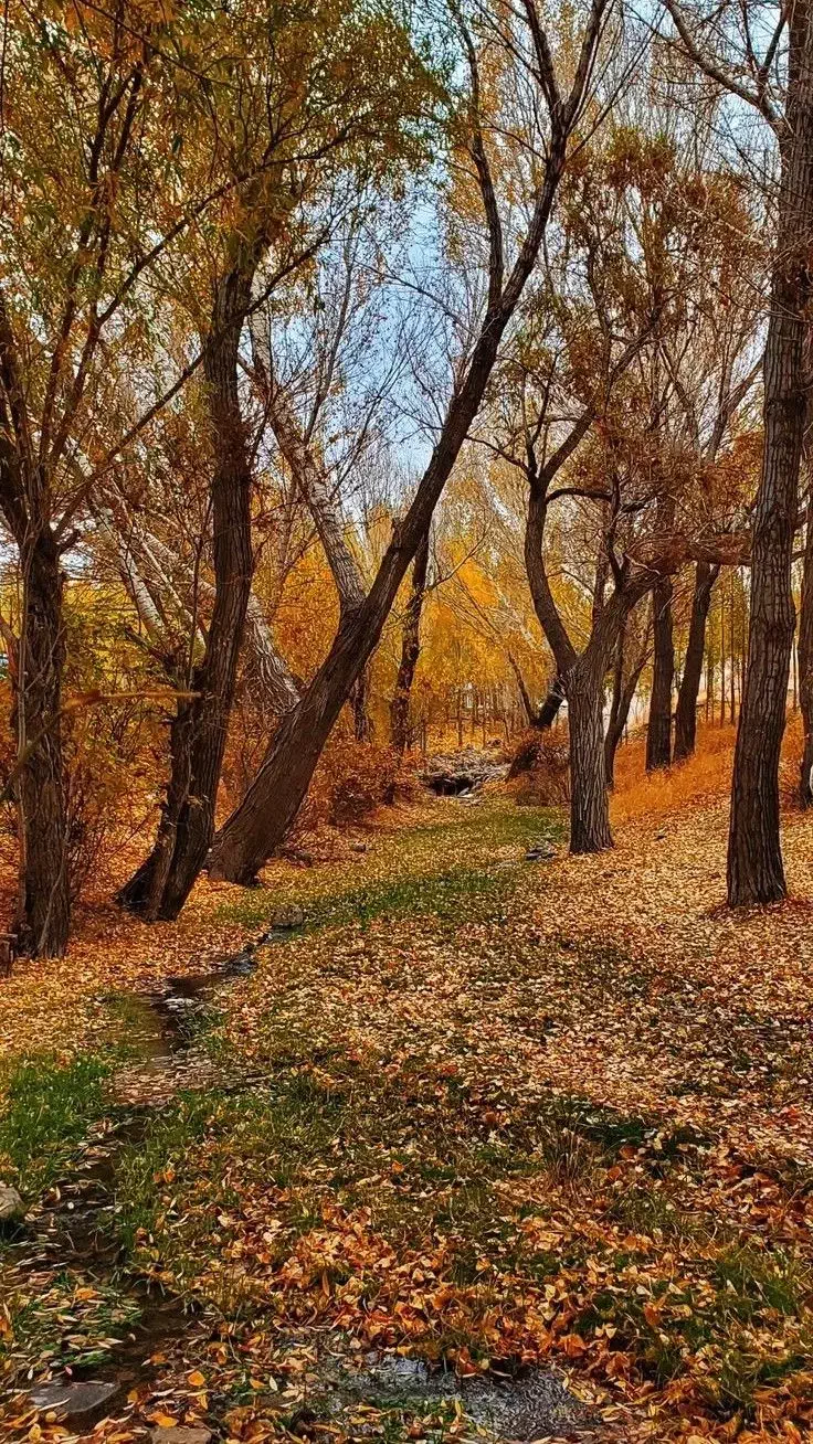 تور پاییزی دشتک ( ماسوله فارس)|تور و چارتر|شیراز, لاله|دیوار