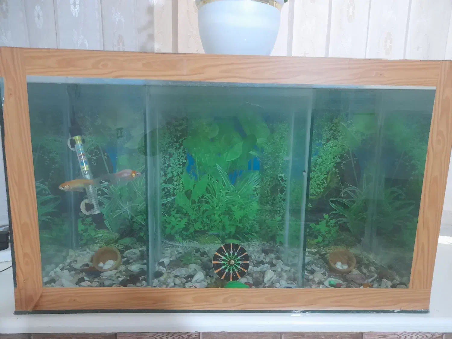 سلام آکواریوم بزرگ دوقلو سالم|ماهی|تربت جام, باغ سنگان سفلی|دیوار