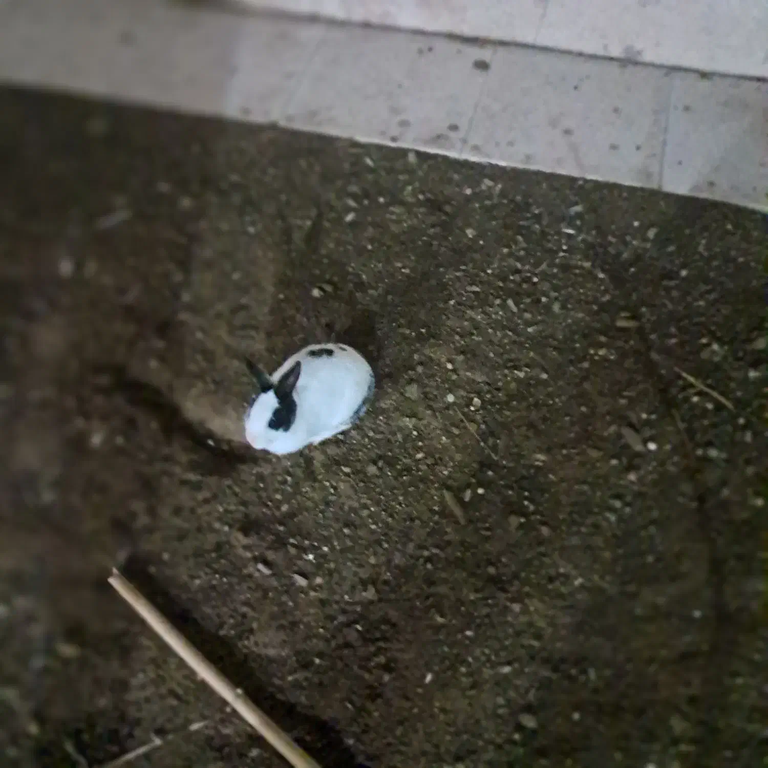 خرگوش|موش و خرگوش|سنندج, |دیوار