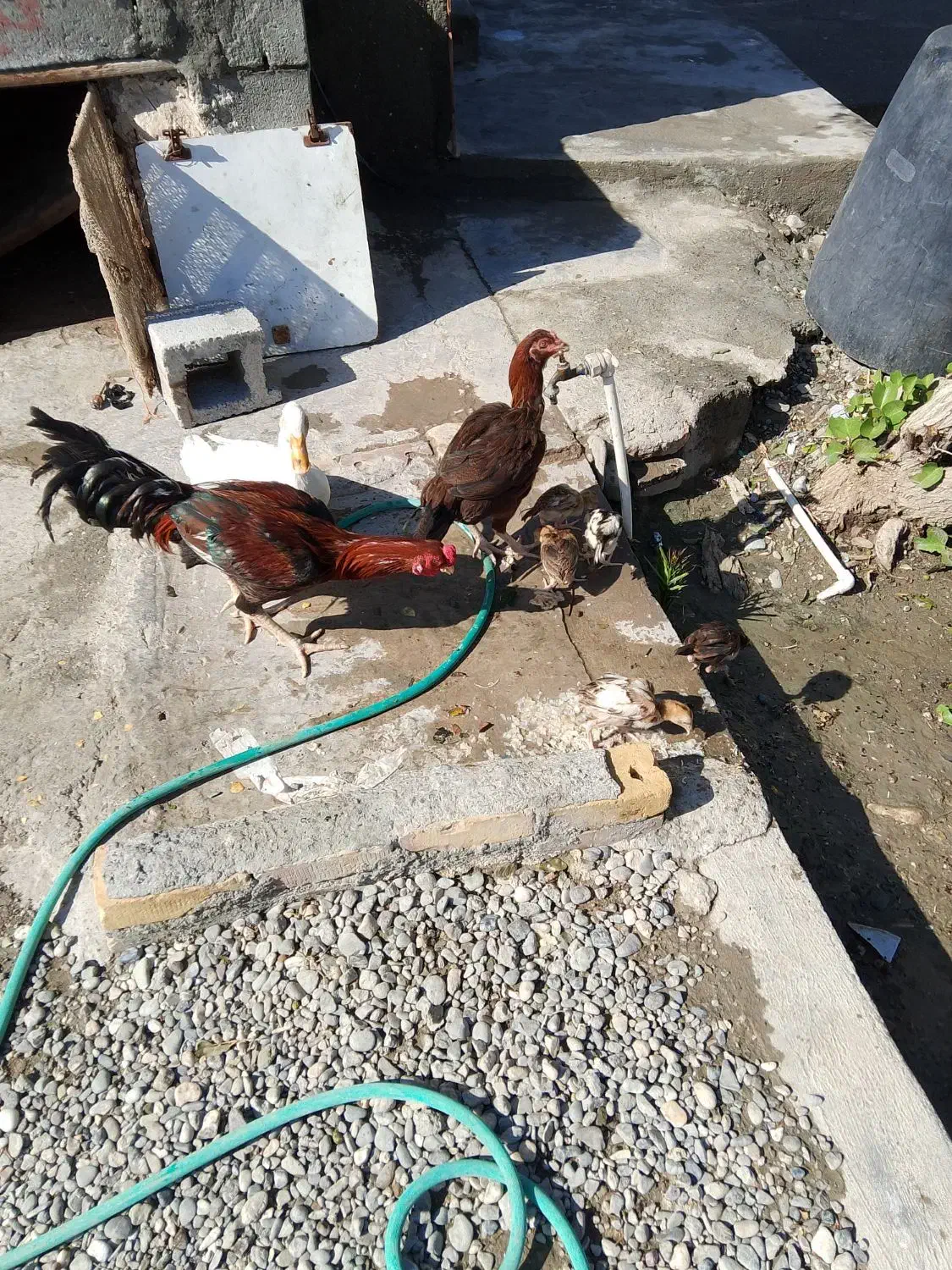 خروس|پرنده|میناب, |دیوار