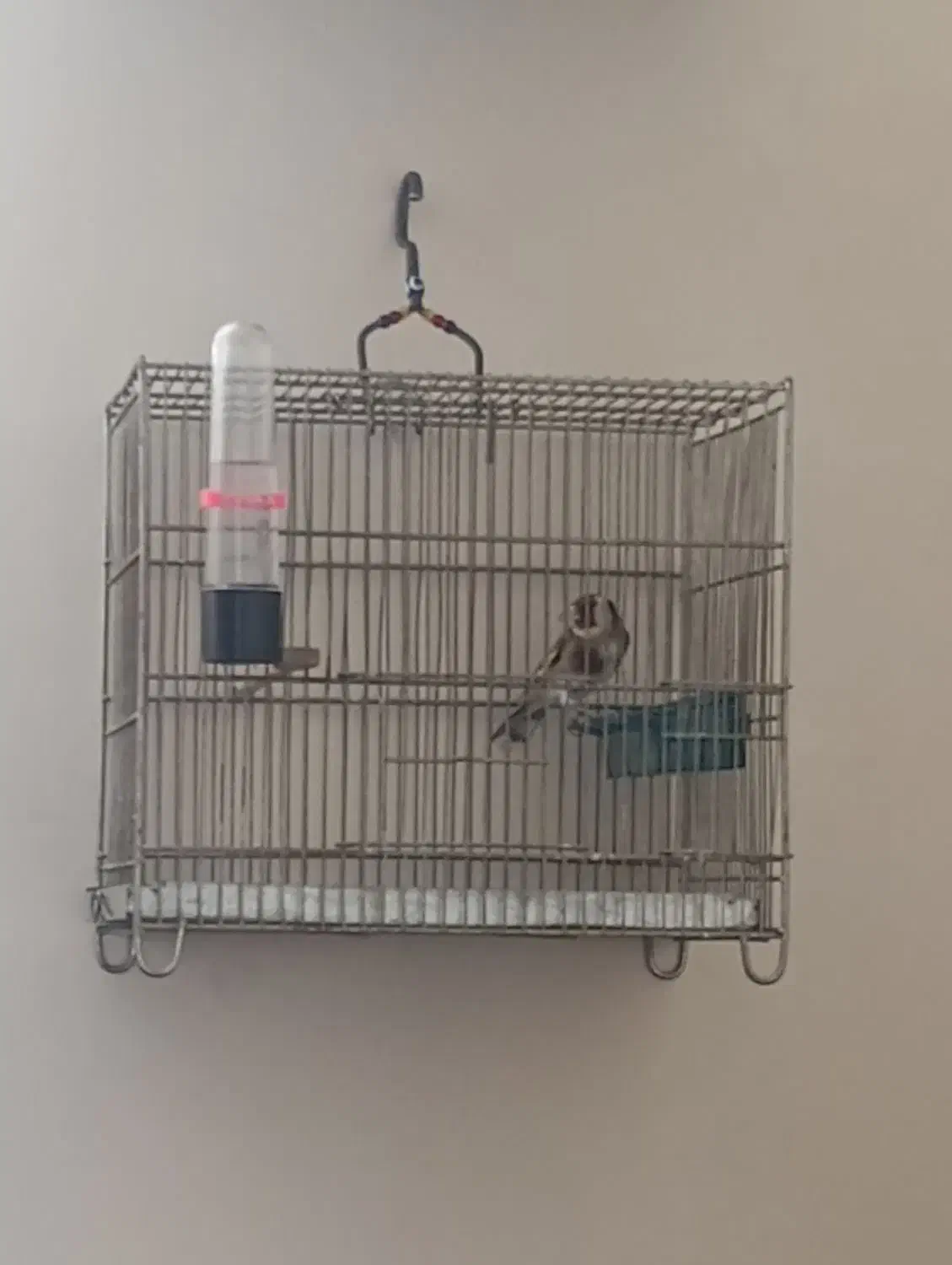 سهره نر|پرنده|همدان, |دیوار