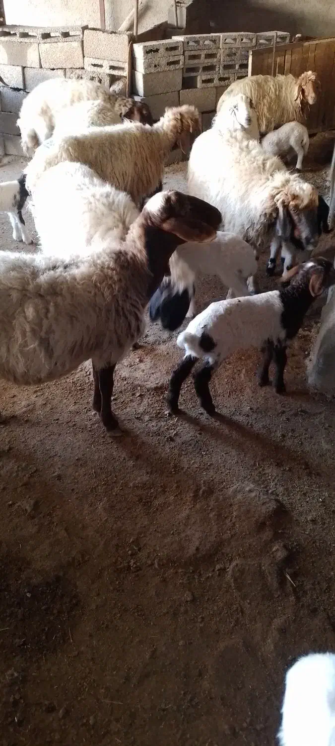 گوسفند میش وبره|حیوانات مزرعه|ملکشاهی, |دیوار
