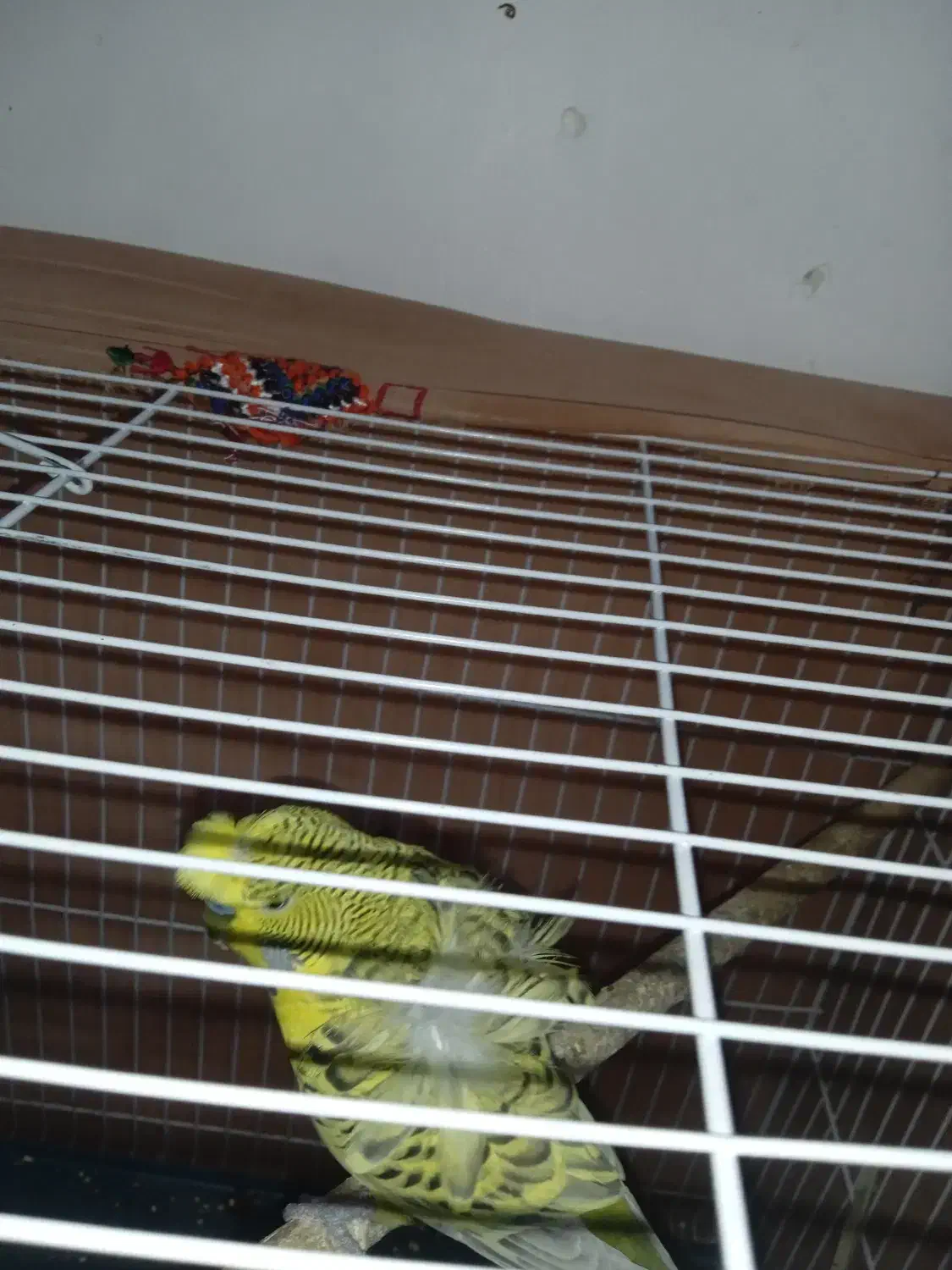 مرغ عشق پروانه ای|پرنده|سراوان, |دیوار