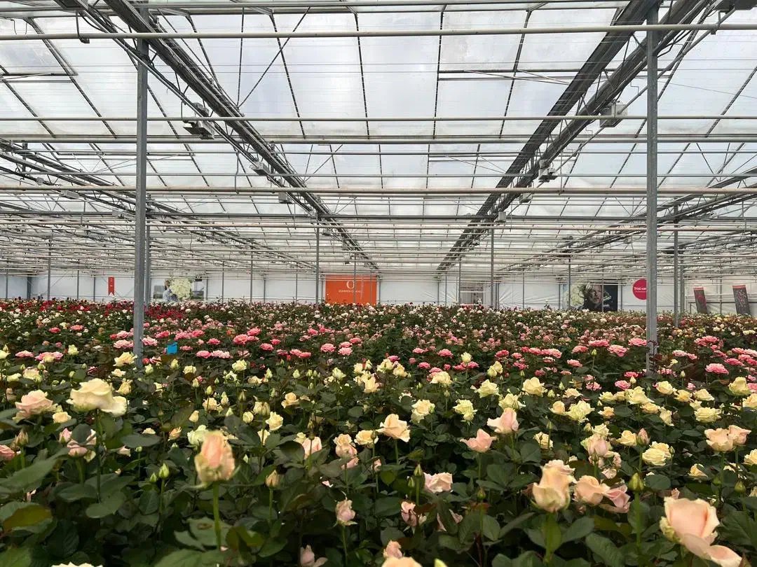 نیازمند نیروی کار در شرکت گل و گیاه آذرگون|استخدام صنعتی، فنی، مهندسی|عسگران, |دیوار